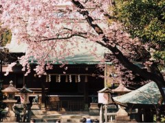 日本攝影教材(日本攝影課程)