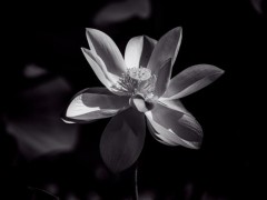攝影ev值是什么意思(拍攝ev含義)