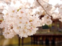單反攝影技巧入門篇口訣有哪些？