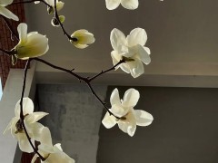 日常的拍照構(gòu)圖